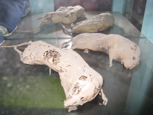 Zunfthaus Narrizella 027